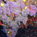 Buceo - profundidades de Elba